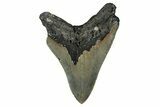Serrated, Fossil Megalodon Tooth - North Carolina #349325-2